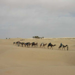 We start our slow journey out of the desert: that’s our date grove in the background.