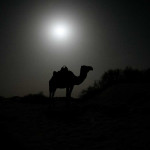 The thirty camels in our caravan are a major presence. As we sit around the fire, they are around us nearby.